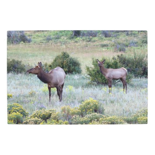 American Elk  Colorado Metal Print