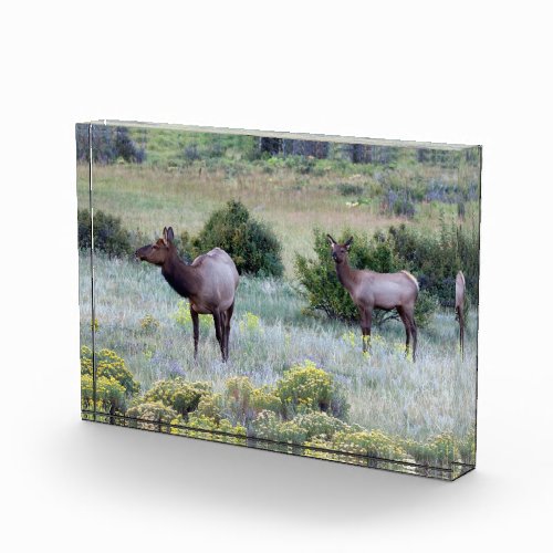 American Elk  Colorado Photo Block