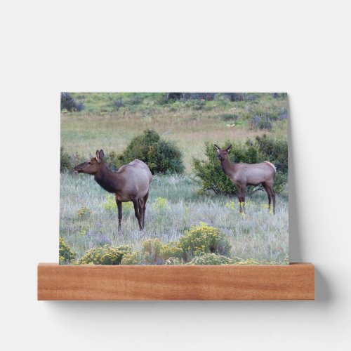 American Elk  Colorado Picture Ledge