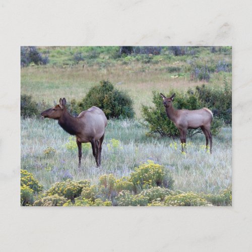 American Elk  Colorado Postcard