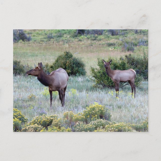 American Elk | Colorado Postcard (Front)