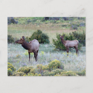 American Elk Colorado Postcard