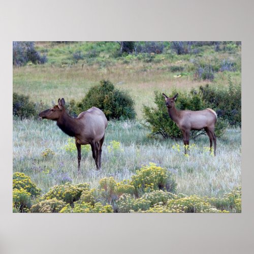 American Elk  Colorado Poster