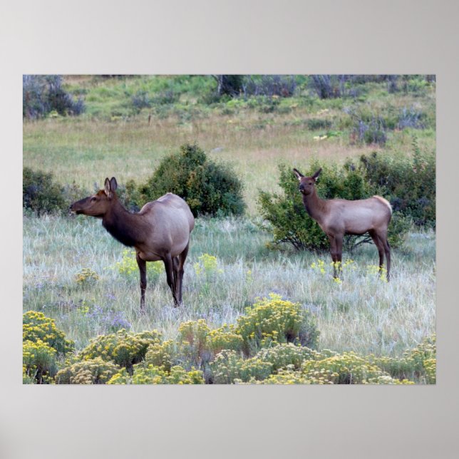 American Elk | Colorado Poster (Front)