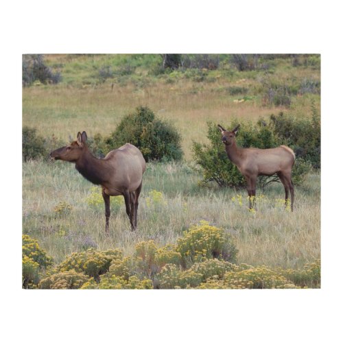 American Elk  Colorado Wood Wall Art