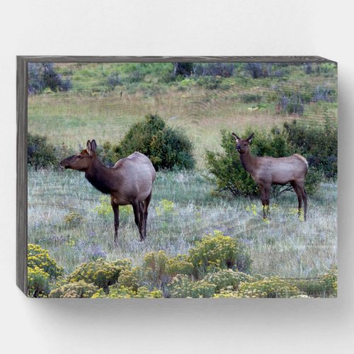 American Elk  Colorado Wooden Box Sign