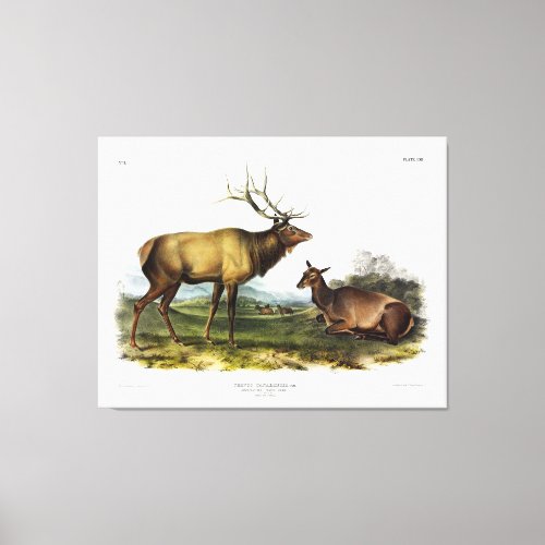 American Elk or Wapiti Deer by Audubon Canvas Print