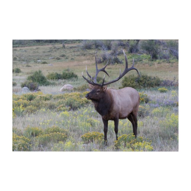 American Elk | Rocky National Park, Colorado Acrylic Print (Front)