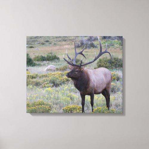 American Elk  Rocky National Park Colorado Canvas Print