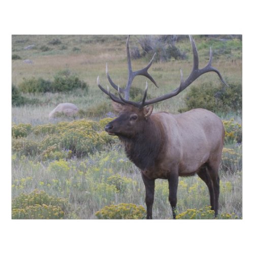 American Elk  Rocky National Park Colorado Faux Canvas Print