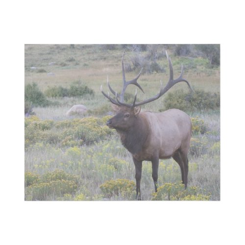 American Elk  Rocky National Park Colorado Gallery Wrap