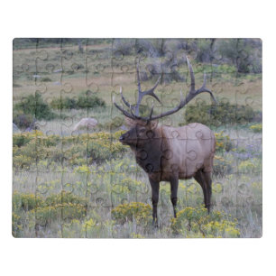 American Elk   Rocky National Park, Colorado Jigsaw Puzzle