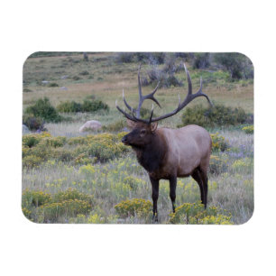 American Elk Rocky National Park, Colorado Magnet