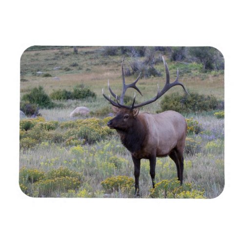 American Elk  Rocky National Park Colorado Magnet