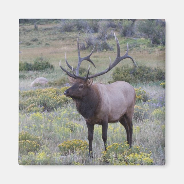 American Elk | Rocky National Park, Colorado Magnet (Front)