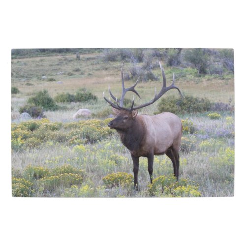American Elk  Rocky National Park Colorado Metal Print