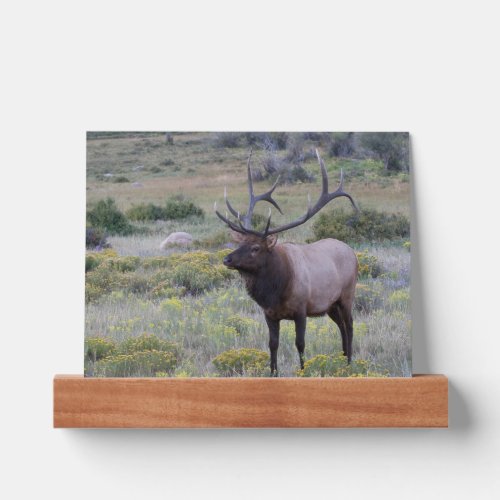 American Elk  Rocky National Park Colorado Picture Ledge