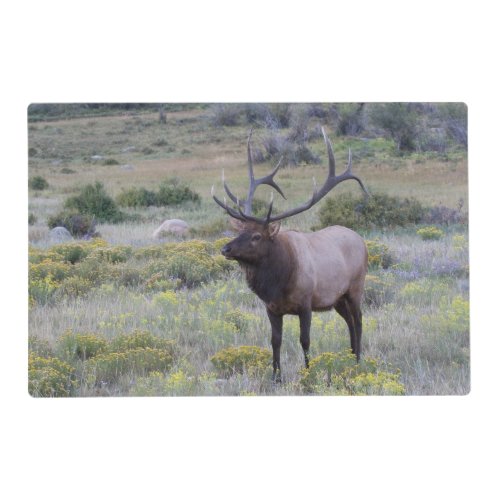 American Elk  Rocky National Park Colorado Placemat