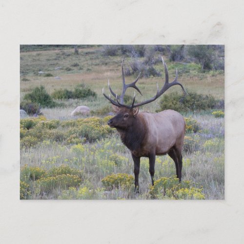 American Elk  Rocky National Park Colorado Postcard