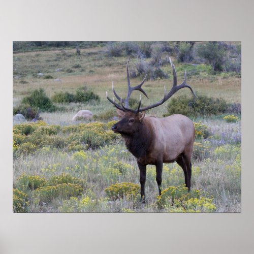 American Elk  Rocky National Park Colorado Poster