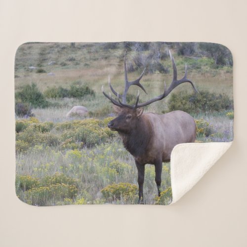 American Elk  Rocky National Park Colorado Sherpa Blanket
