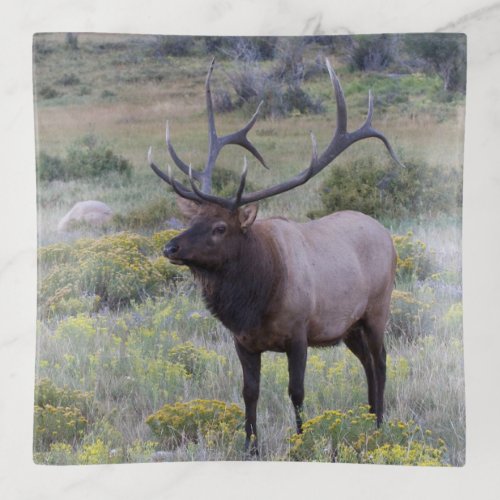American Elk  Rocky National Park Colorado Trinket Tray