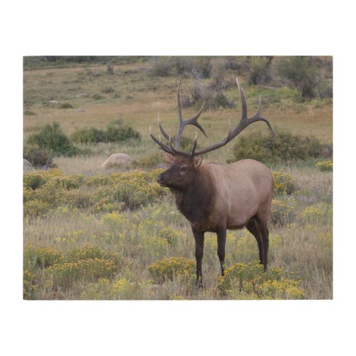 American Elk  Rocky National Park Colorado Wood Wall Art
