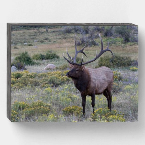 American Elk  Rocky National Park Colorado Wooden Box Sign
