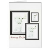 American Eskimo (Front)