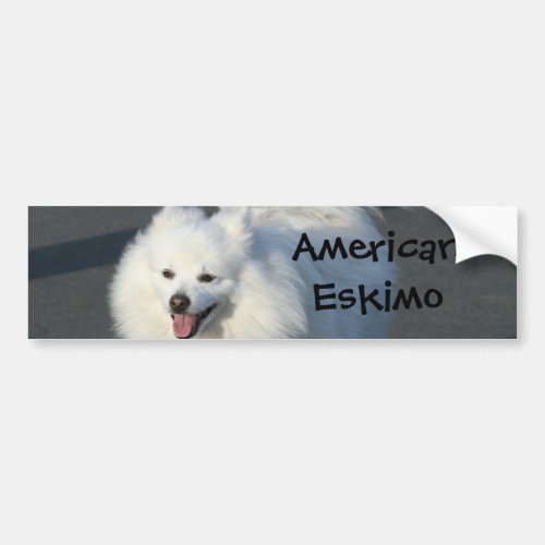 American Eskimo Bumper Sticker