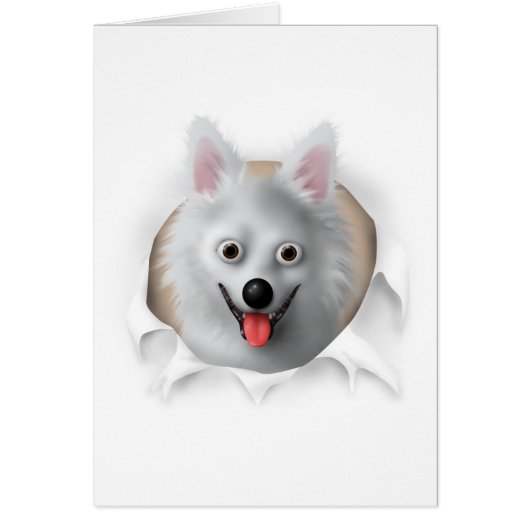American Eskimo Busting Out Cards (Front)