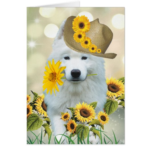 American Eskimo Daisy Dog Cards (Front)