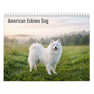American Eskimo Dog 2027 Wall calendar