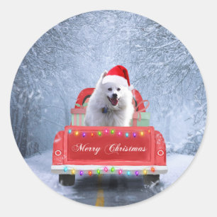 American Eskimo Dog in Snow sitting in Christmas Classic Round Sticker