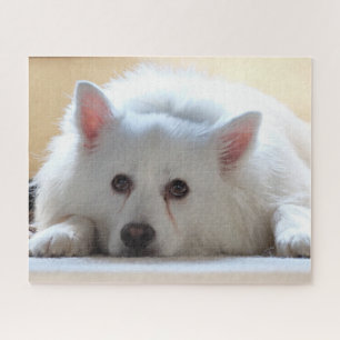 American Eskimo Dog Jigsaw Puzzle