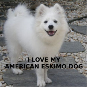 American_Eskimo_Dog_love w pic Statuette