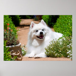 American Eskimo dog lying on garden path Poster