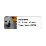 American Eskimo Dog  Mailing Labels