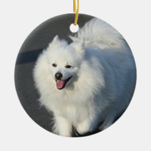 American Eskimo dog ornament