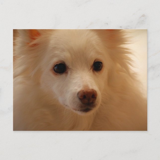American Eskimo Dog Portrait Postcard (Front)
