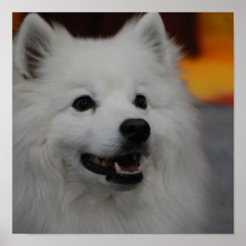 American Eskimo Dog Poster by DogPoundGifts at Zazzle