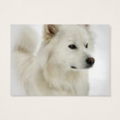 American Eskimo Dog Profile Cards (Back)