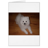 American_Eskimo_Dog_puppy (Front)