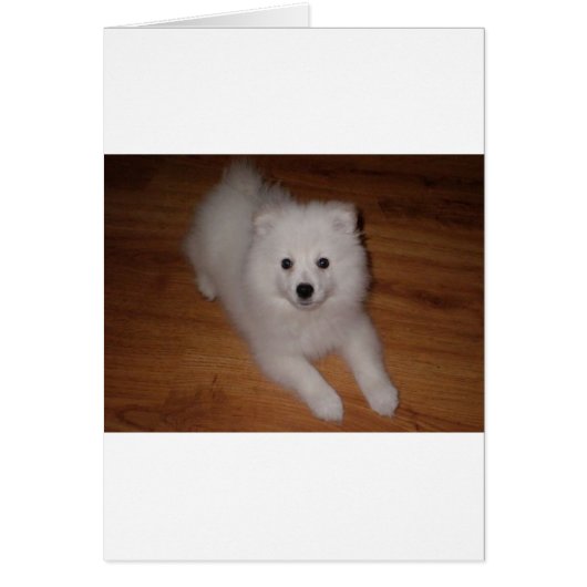 American_Eskimo_Dog_puppy (Front)