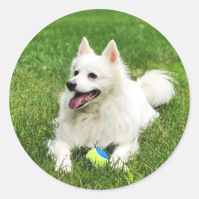 American Eskimo - Envelope Stickers (Front)