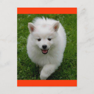 American Eskimo  Eskie Puppy Dog Blank Postcard
