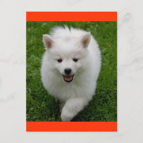 American Eskimo  Eskie Puppy Dog Blank Postcard