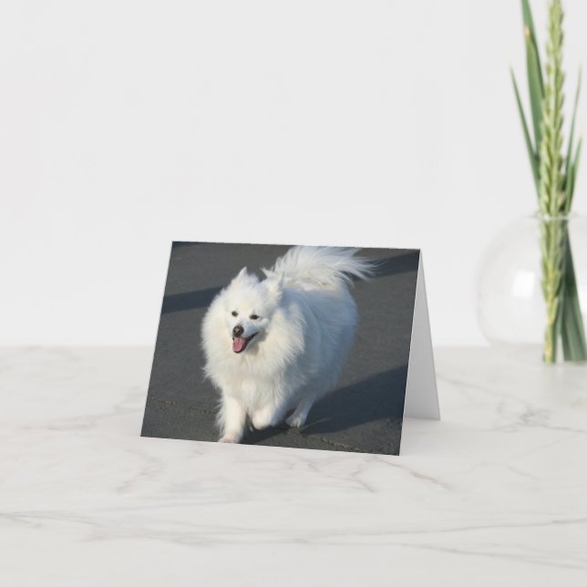 American Eskimo notecard (Front)
