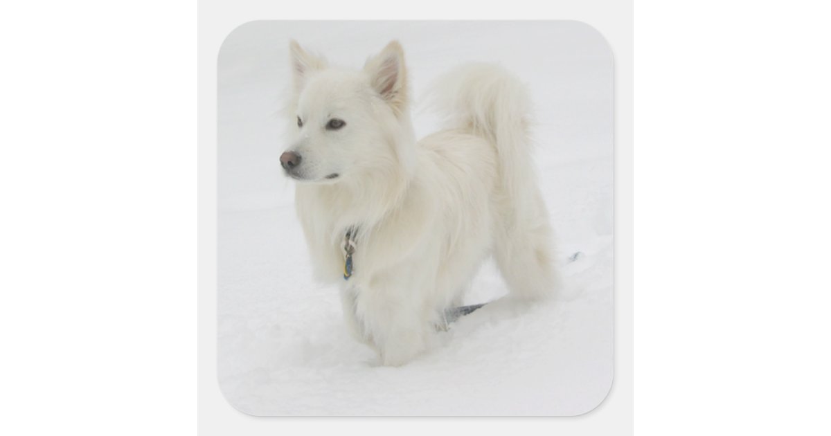 can a american eskimo dog and a carolina dog be friends