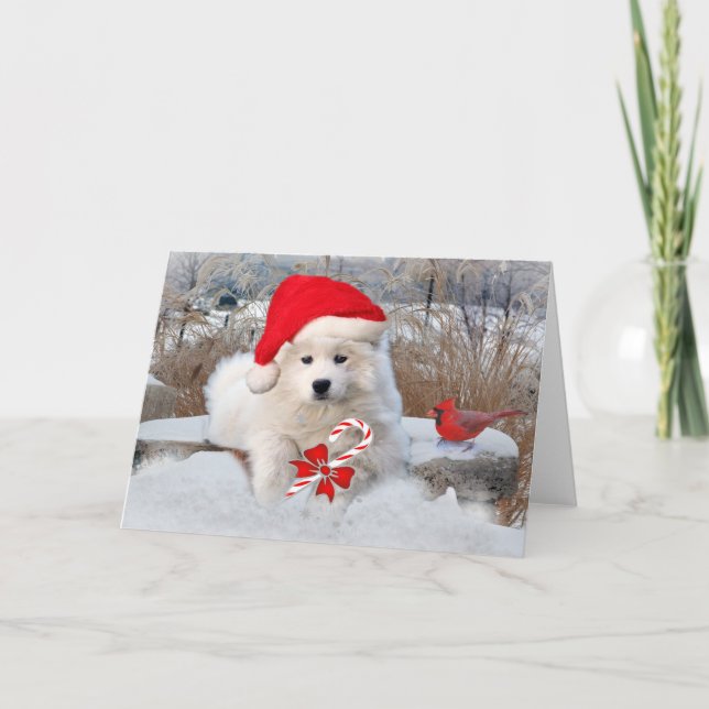 American Eskimo Santa  Winter Snows Holiday Card (Front)